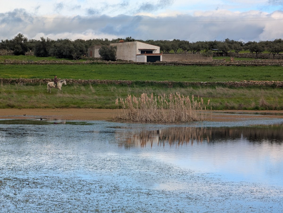 🌿En este rincón de Extremadura, el tiempo parece detenerse. El caballo, el jinete, el reflejo del cielo en el agua... Todo nos recuerda que hay una belleza serena en lo cotidiano, en lo rural, en lo que permanece.
Cuidar estos paisajes es también cuidar nuestra memoria.