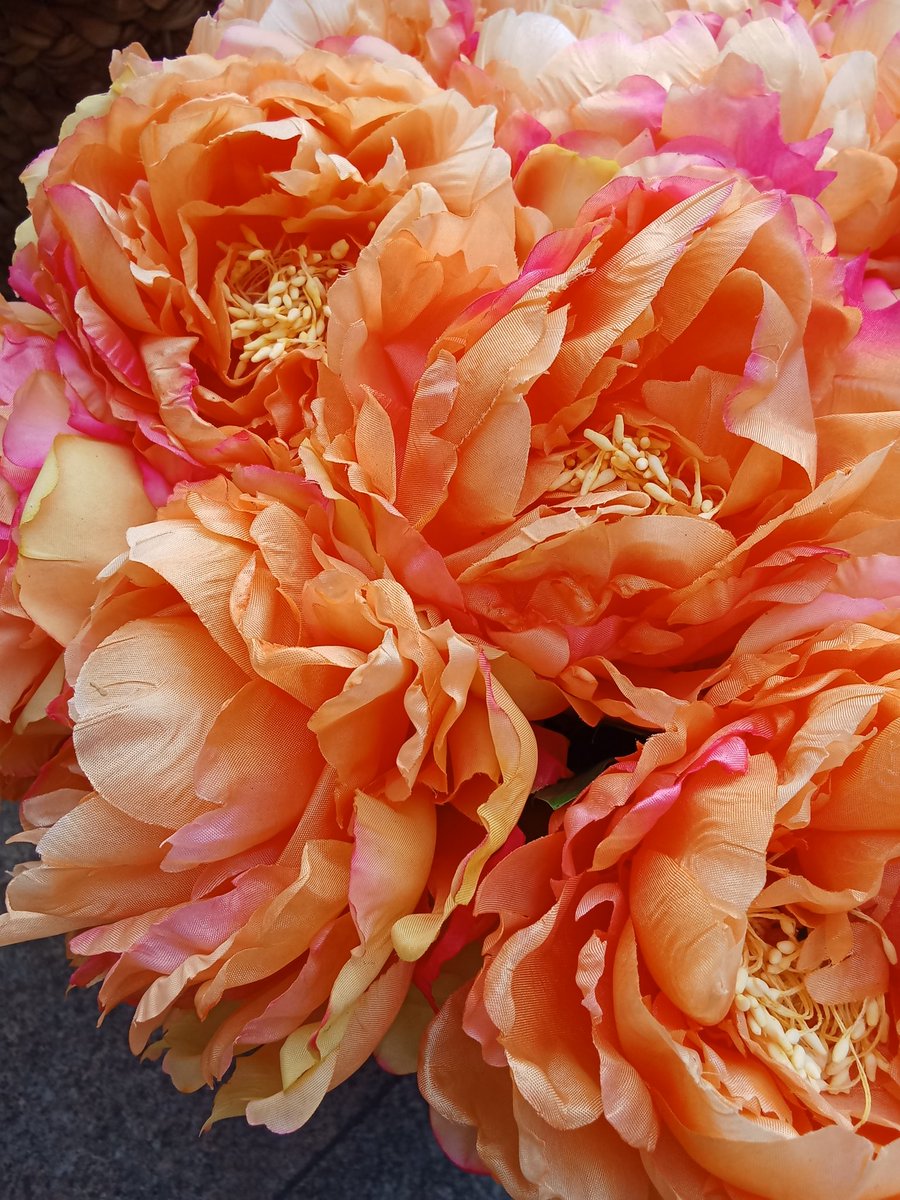 syra9282's tweet photo. Silent petals fall,
Heart blooms where eyes cannot see—
Soul's light warms the dark.

#haiku  #lovehaiku #amazingsyra #lifeisbeautiful https://t.co/s1GKib2ynD