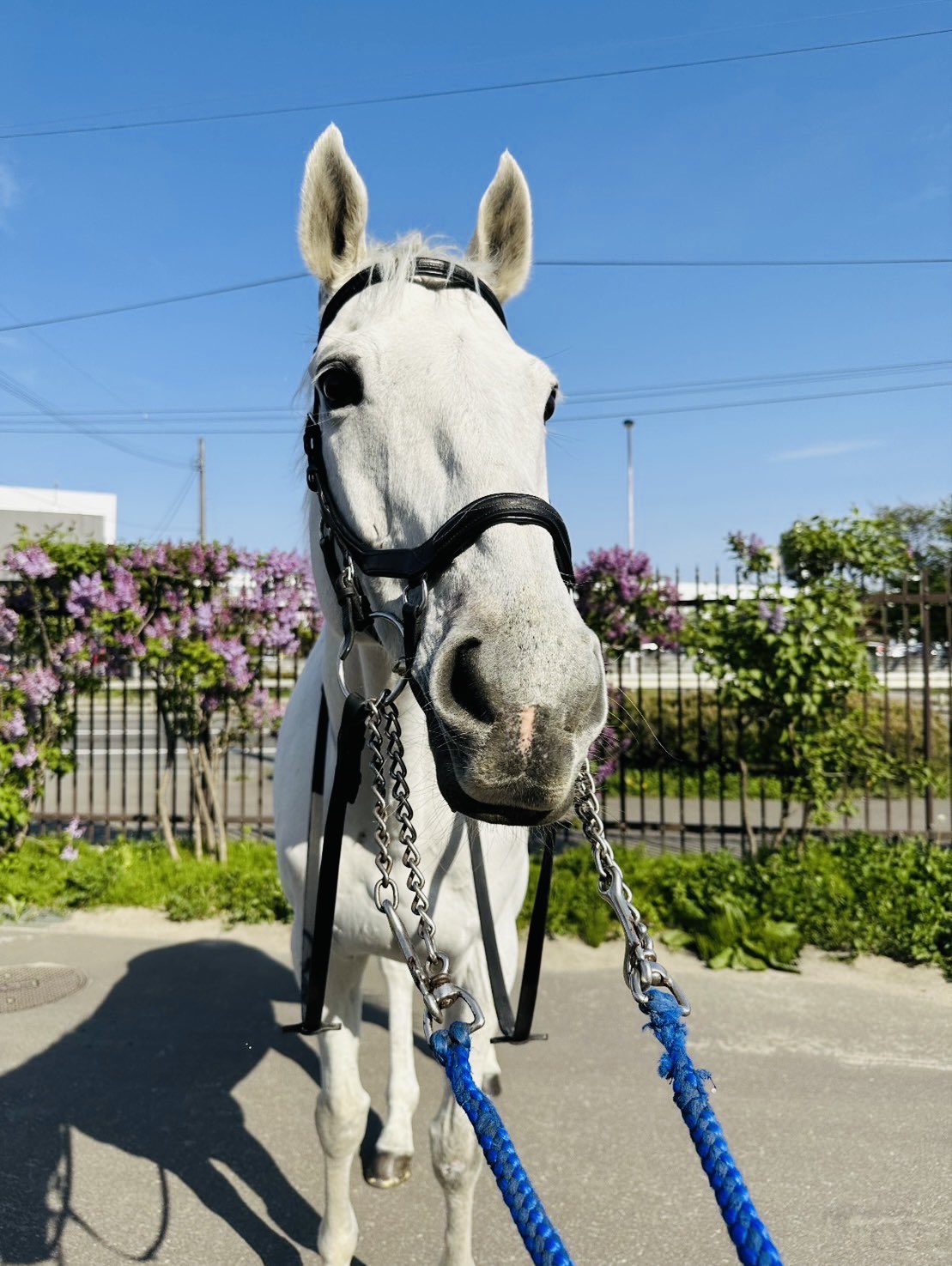 ウマフラー 芦毛 白 ホワイト JRA 非売品 京都競馬 京都金杯 ミニゼッケン ウマフラー 芦毛 白 ホワイト JRA 非売品 京都競馬 京都金杯
