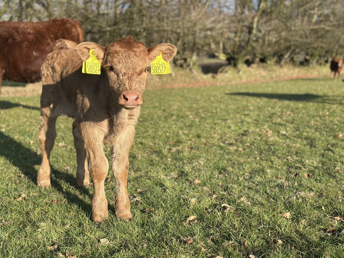 James Wright tweet media