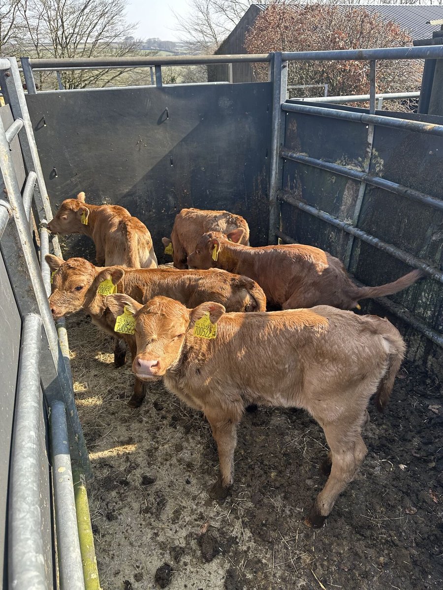 Back to work today. I have taken full advantage of my paternity leave and calved many cows. Good job, I can record it all on an app as I go! <a href="/_Breedr/">Breedr</a>. 
No rest for those protecting the nation's food security; that's why our app works 24-7.