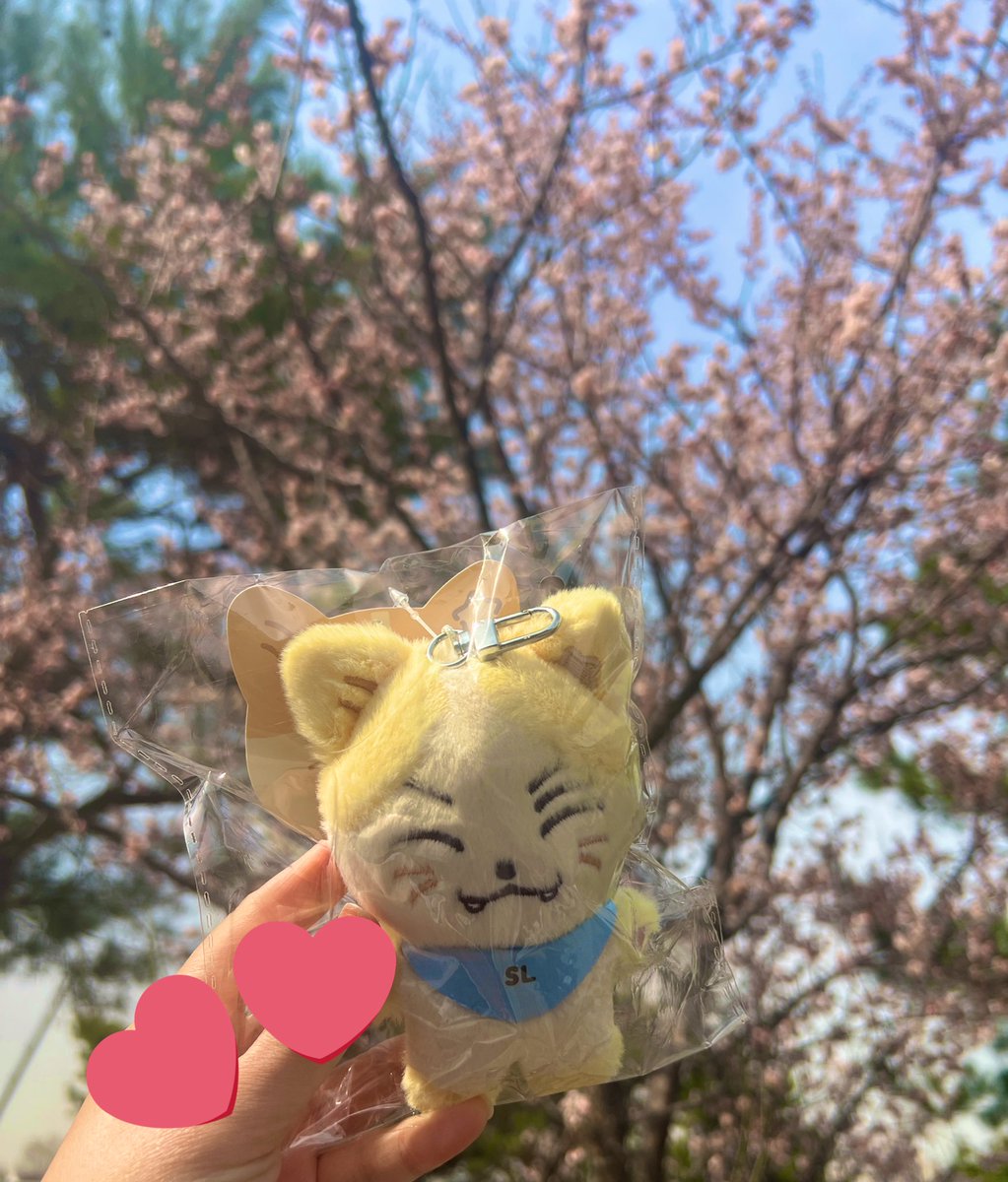 입양하고 바로 벚꽃(?)보러 온 햇냥이🩵