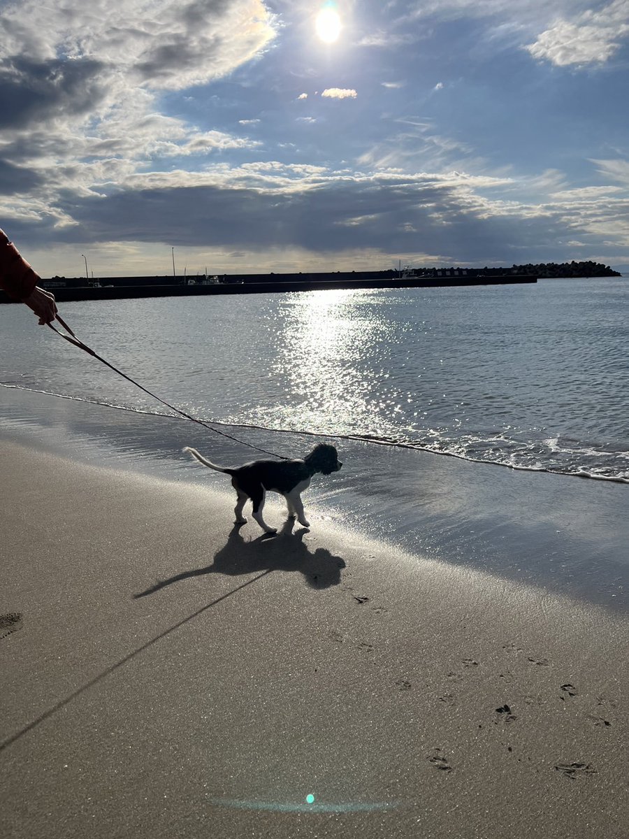 RELICA_SEAMES's tweet photo. まろ初めての海岸。興奮が止まらなくてずーっと走り回っていた！私も海大好きだから気持ちわかるよー笑
#キャバリアのいる暮らし #犬が好き #愛犬 #キャバリア #いぬのいる暮らし #犬あるある #海 #SEAMES https://t.co/a9H36oRv8B