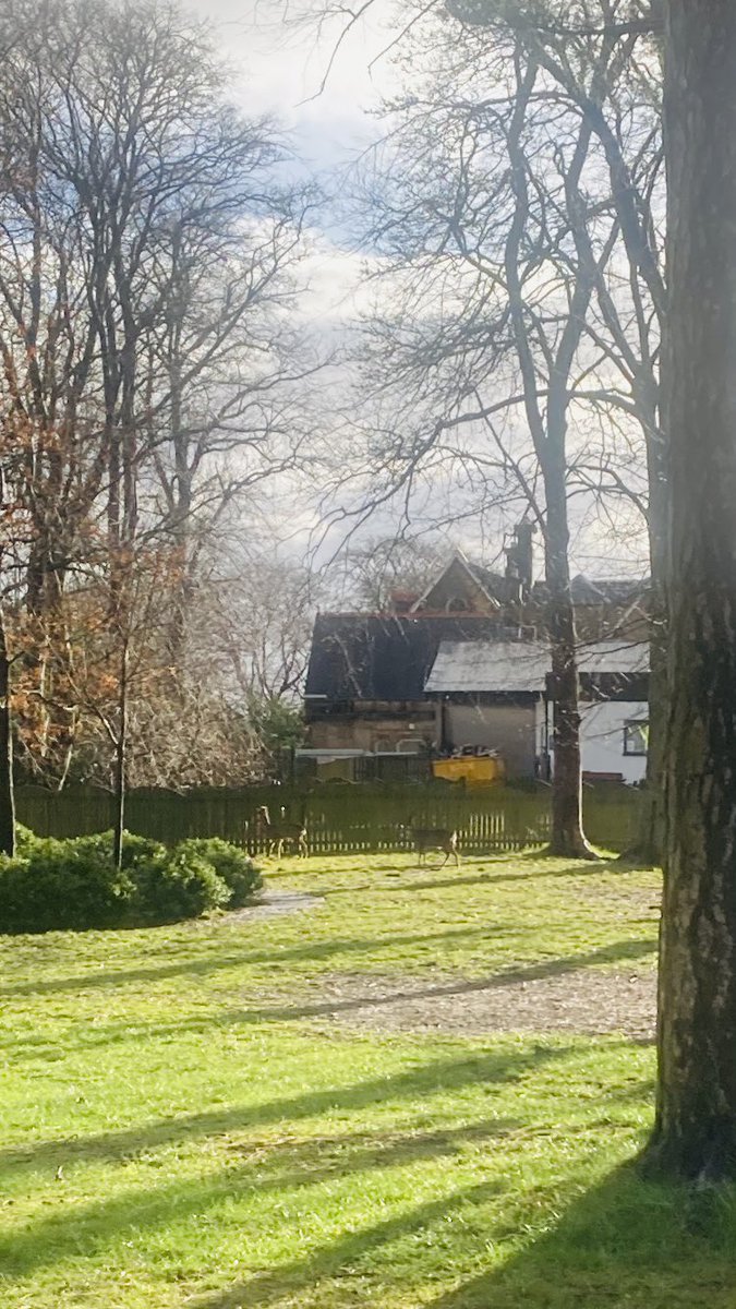 ScienceFernhill's tweet image. Some early morning visitors to the school