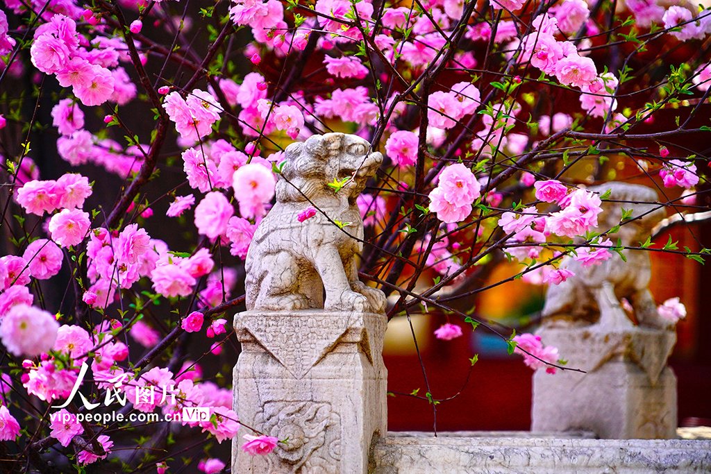 PDChinese's tweet image. 【北京：故宮各色春花競相綻放】3月27日，北京故宮內春意盎然，織就一幅繁花似錦的絕美畫卷，令人目不暇接，美不勝收。