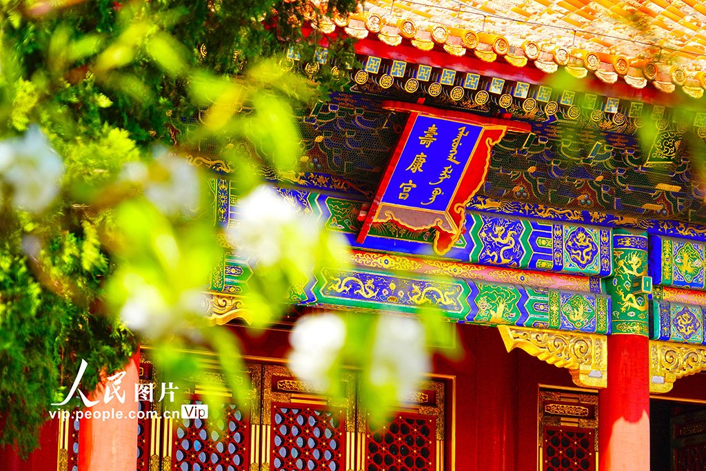 PDChinese's tweet image. 【北京：故宮各色春花競相綻放】3月27日，北京故宮內春意盎然，織就一幅繁花似錦的絕美畫卷，令人目不暇接，美不勝收。