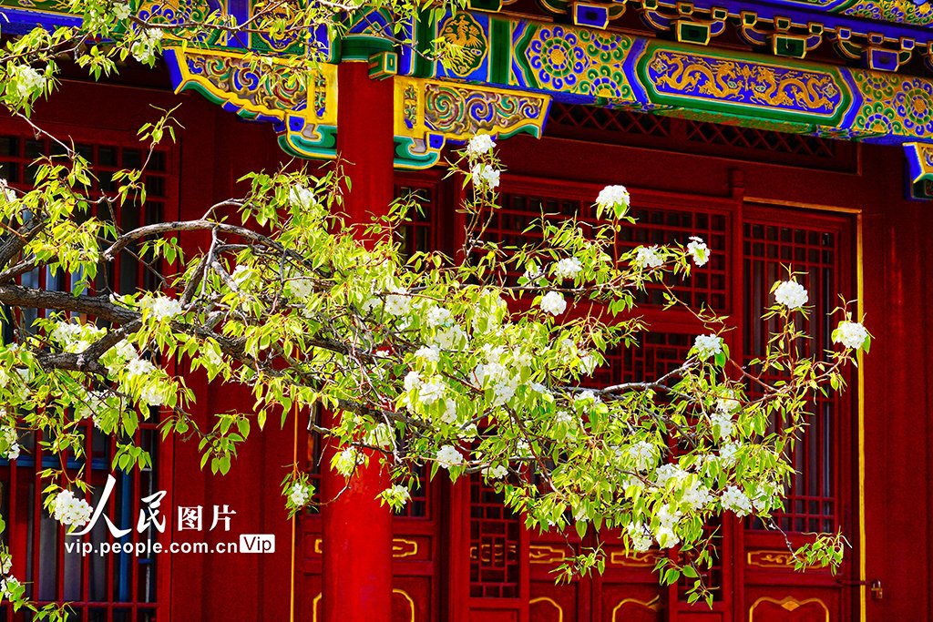 PDChinese's tweet image. 【北京：故宮各色春花競相綻放】3月27日，北京故宮內春意盎然，織就一幅繁花似錦的絕美畫卷，令人目不暇接，美不勝收。