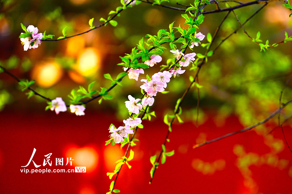 PDChinese's tweet image. 【北京：故宮各色春花競相綻放】3月27日，北京故宮內春意盎然，織就一幅繁花似錦的絕美畫卷，令人目不暇接，美不勝收。