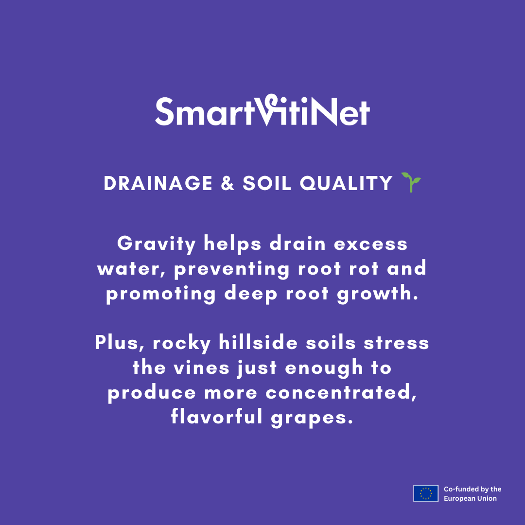 SmartVitiNet's tweet image. Have you ever wonder why vineyard slopes are important? 
Hint hint.. it is not just because of the view! Check out the three main reasons why they matter!