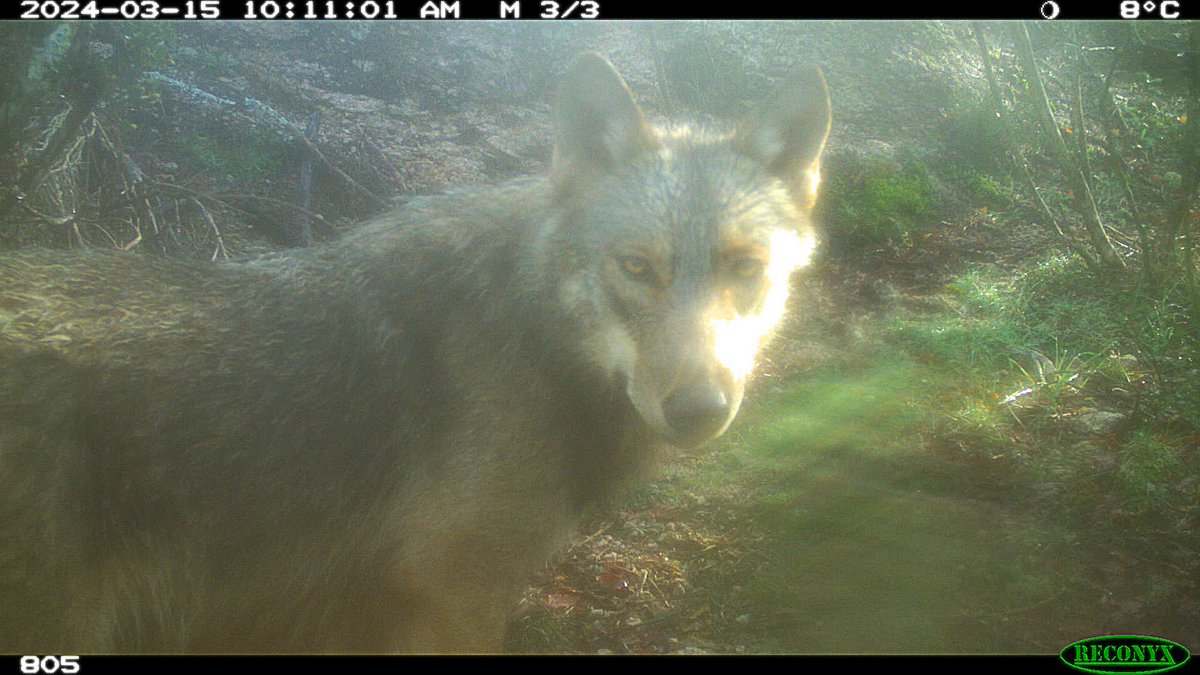 Henrique Pereira (@hmlfpereira) on Twitter photo One of our greatest wolf pictures yet, from our camera trap monitoring in #PenedaGeresNP. This made my day. More about our dataset <a href="/GBIF/">GBIF @biodiversity.social/@gbif</a> doi.org/10.15468/rah33j One of our greatest wolf pictures yet, from our camera trap monitoring in #PenedaGeresNP. This made my day. More about our dataset <a href="/GBIF/">GBIF @biodiversity.social/@gbif</a> doi.org/10.15468/rah33j