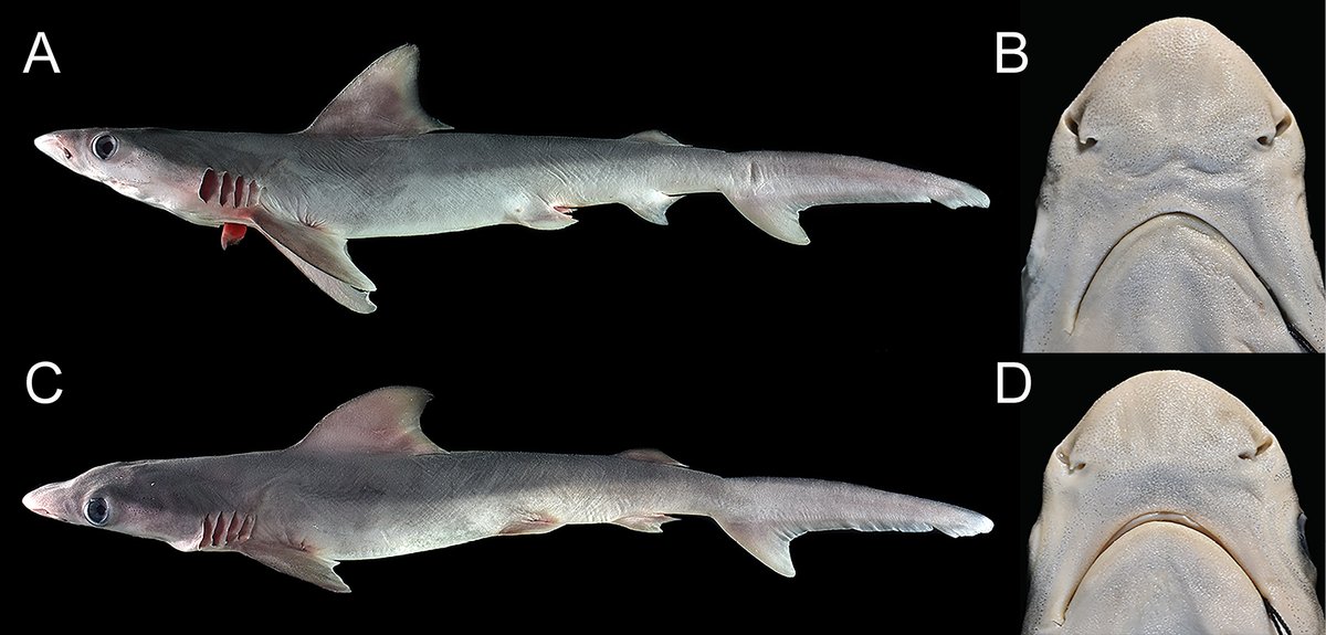 This new study from the Philippines confirms the first record of the sandbar shark, Carcharhinus plumbeus, in the region, plus two potentially new cartilaginous fish species.

🔗 doi.org/10.3897/aiep.5…