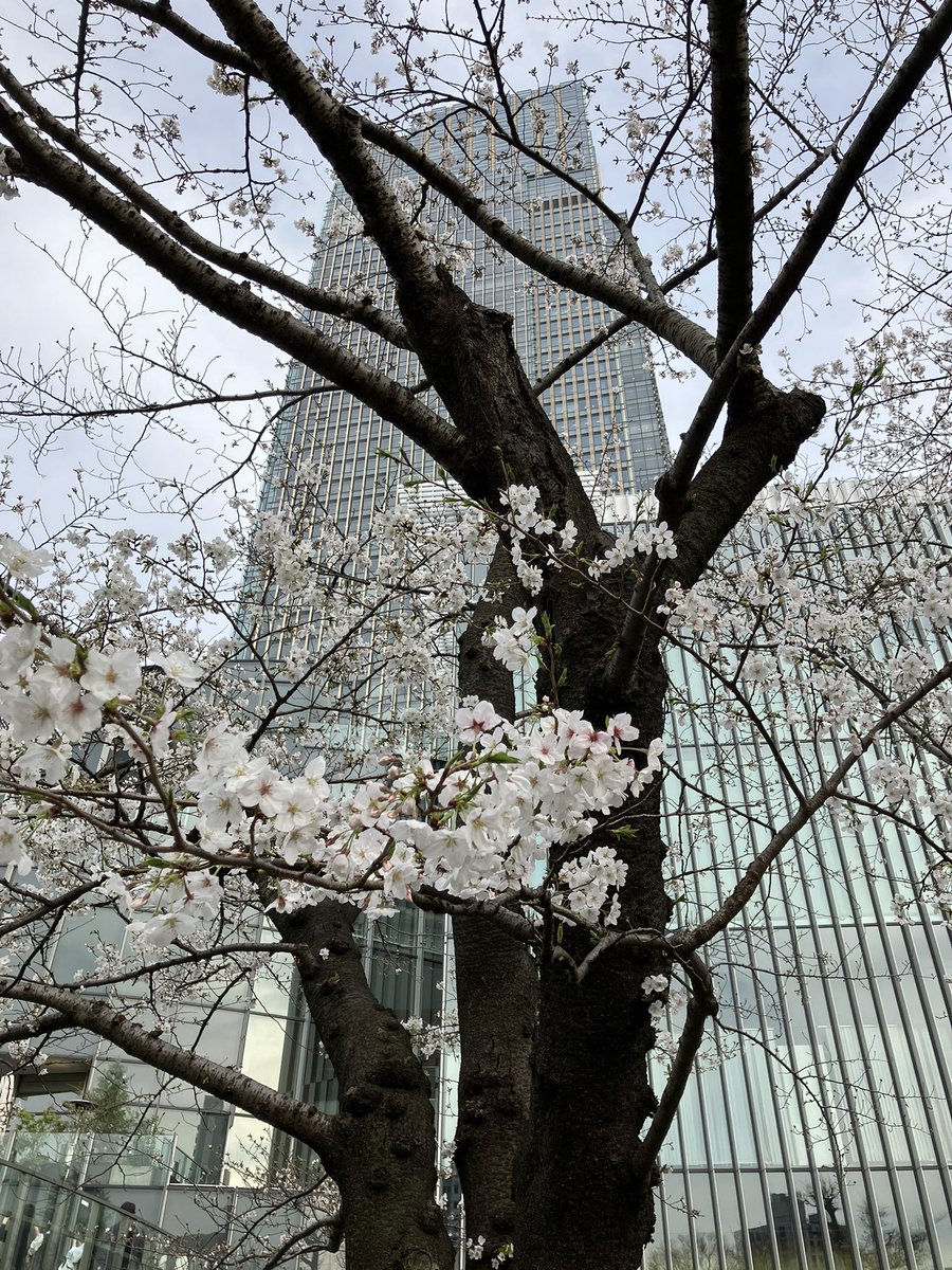 micami9's tweet photo. 本日の桜開花状況🌸港区編その3
満開に近い感じですね🌸
ミッドタウン〜国立美術館
#桜
#午後散歩
#六本木 https://t.co/OVqr4wydd3