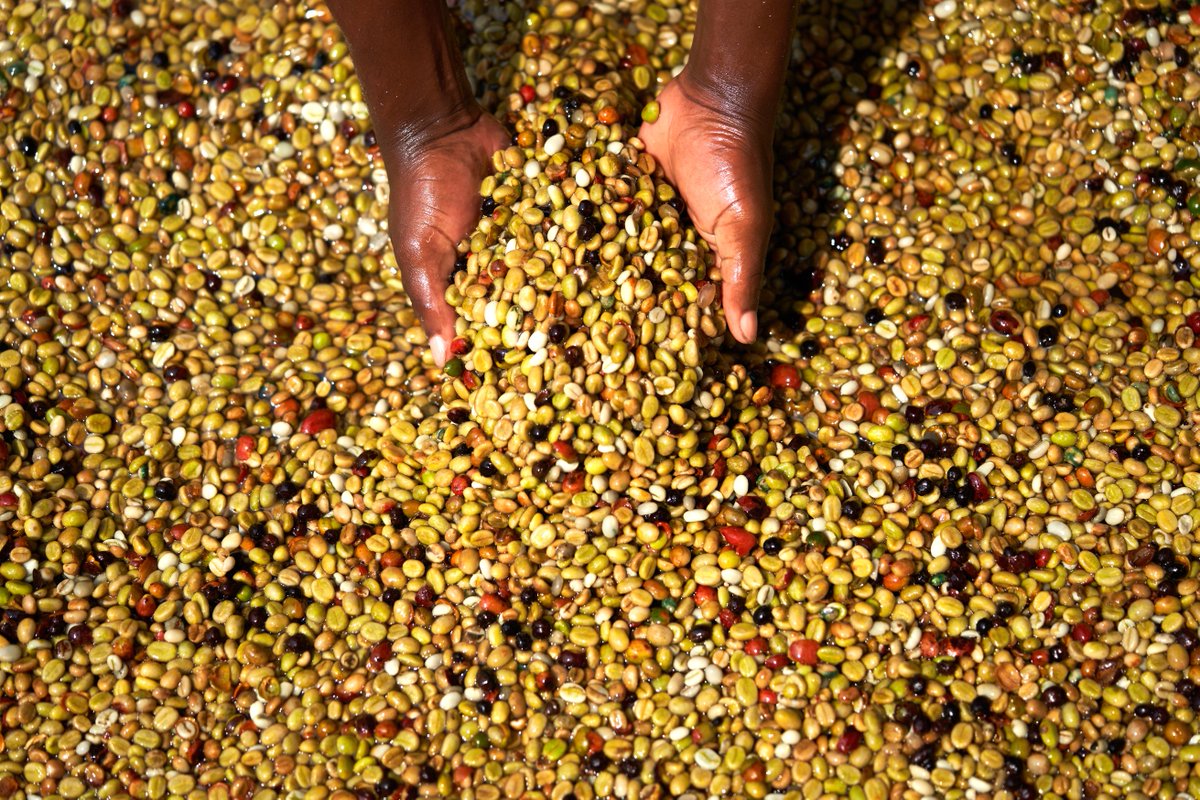 ZicofeOfficial's tweet photo. Upgrading our coffee game! ☕️⚙️ ZICOFE has invested in new processing/grading machinery, expanding our wet processing capacity for robusta.

Better tech = better efficiency &amp; quality for Ugandan coffee! https://t.co/Og1TyM4ibJ