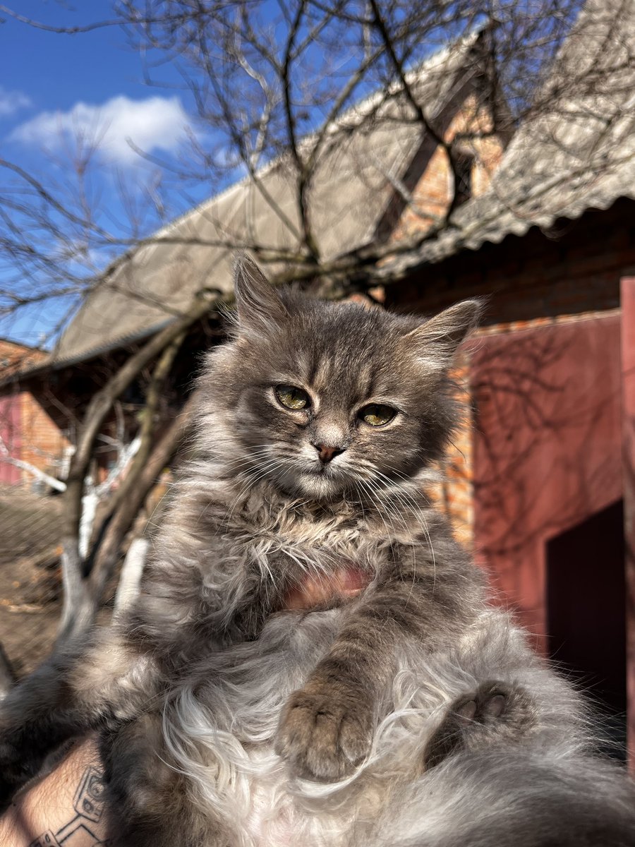 Кому таку кицюнечку манюньку?