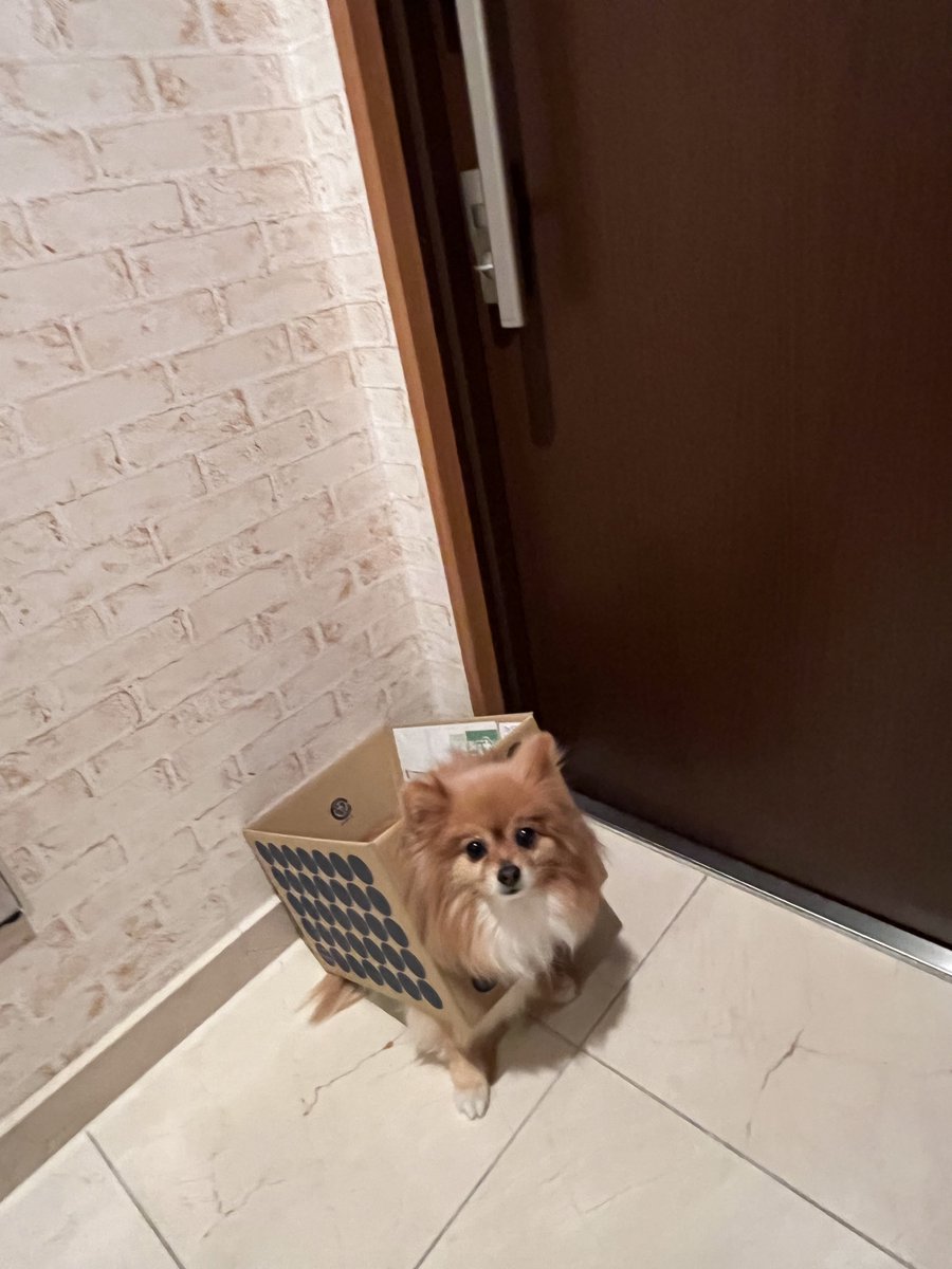 だから、その格好で
配達の人出迎えようとするの
やめなさいっっっ！！😅💦

 #本日のダンボール犬
 #頼むからそろそろやめて欲しい
 #ポメラニアン  #ニコリ
