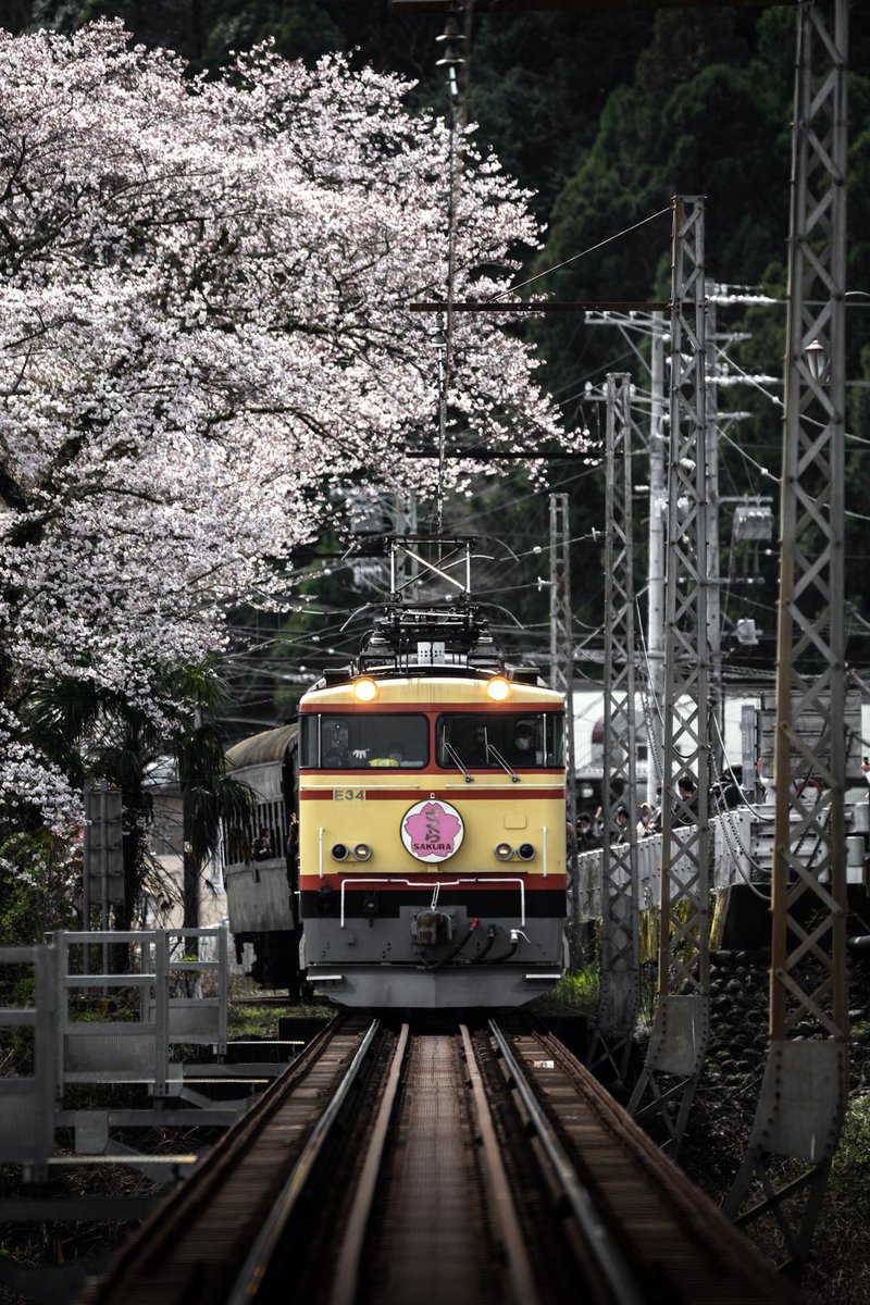「さくら」が春を連れてくる