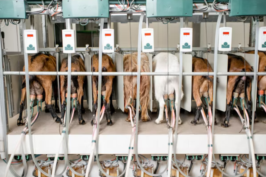 Industrial farming has  long ignored animal emotions and natural behaviors. But science is  clear; better welfare means healthier animals. Let’s push for humane  farming that respects both ethics and sustainability! 

#EndAnimalSuffering #SustainableFarming #UtunziAnimalWelfare