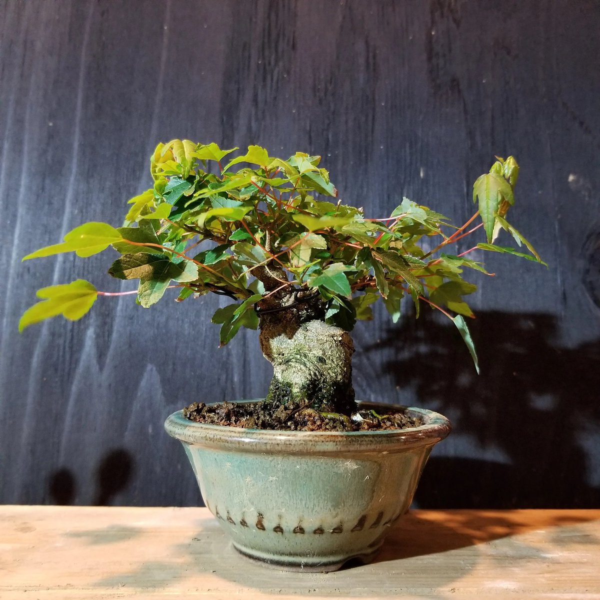 bonsaibossa's tweet photo. 松慶さんのオンオクでゲットしたカエデがやっと化粧鉢に入ったので、記念にビフォーアフターをポストします。
#盆栽 https://t.co/Hb4ArFGEPg