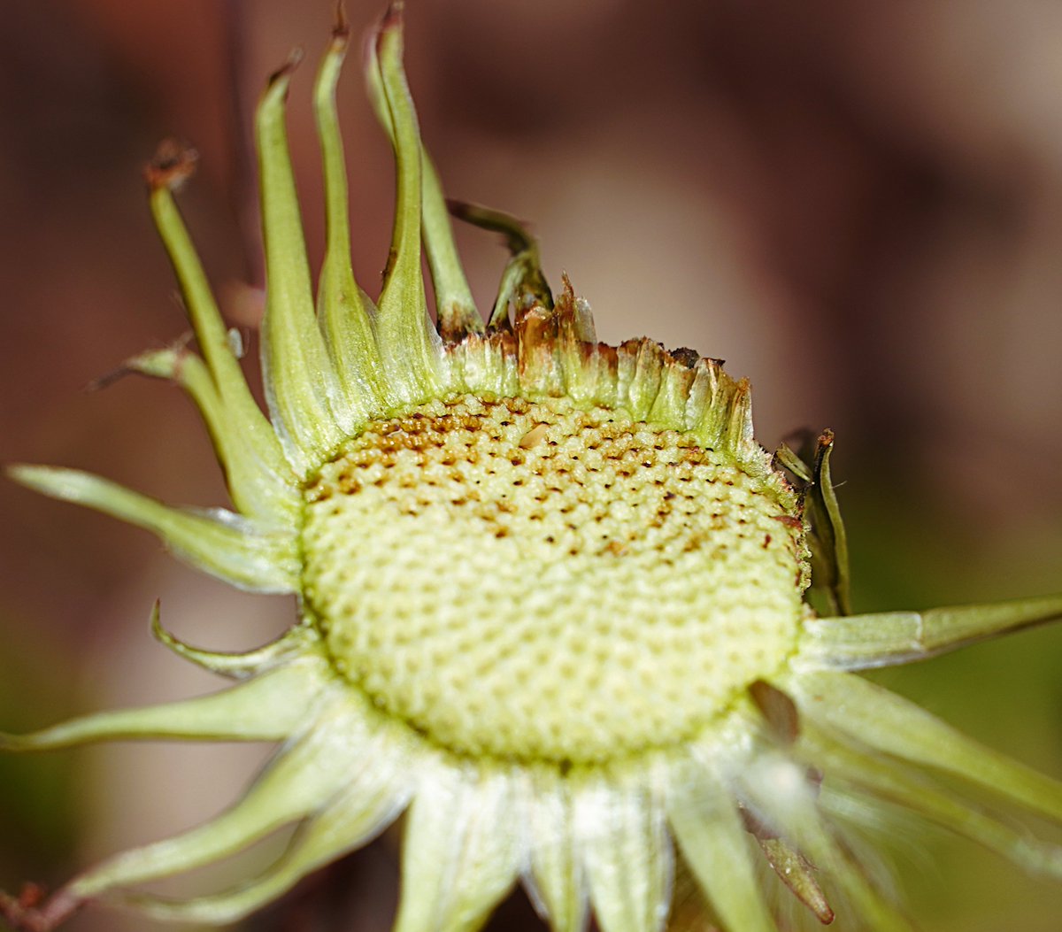 FeeLerLing's tweet photo. Fading glory and the last man standing 🥹
#Pappus #Receptacle #Dandelion #NatureBeauty #NaturePhoto https://t.co/9eQENC5B4E