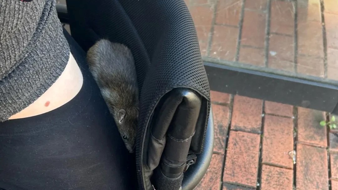 On Nolan now - bitten by a rat in Belfast city centre in broad daylight - that's what happened to one young woman earlier this week