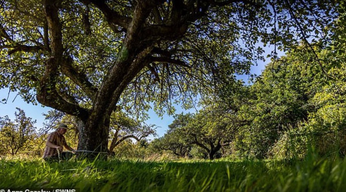 🚨 NET ZERO - South Cambridgeshire district council plans to bulldoze a precious orchard of 100 year old fruit trees to build  a £230 million ‘green’ electric busway… are at government approval stage.

They will chop down 520 apple, pear &amp; plum trees, including six Bramleys
