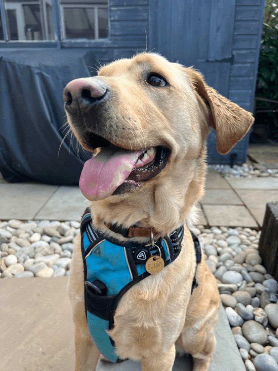 ApexiaGroup's tweet photo. Look at this little ray of sunshine! ☀️ Huge thanks to James for sharing this gorgeous snap of Sunny rocking his new Apexia tag! 🐾✨ #ApexiaPet #FurryFriend #PetTag #SunshinePup https://t.co/6PofQuFwk9