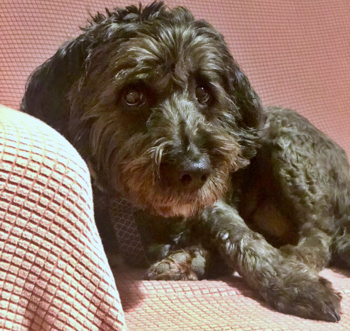 SosAbuelos1's tweet photo. #Zaragoza
Contacto; adalazaragoza@gmail.com
Ella es #PICAS, tiene 10 añitos. Se le acaba la acogida y necesita un nuevo hogar con urgencia.
Es una perrita equilibrada, buena, sociable con perros, gatos y personas… Es extremadamente cariñosa, tiene ansiedad por separación.
Buscamos una familia con mucho tiempo para ella y que no tenga que estar sola.
(Imprescindible residir en Aragón)