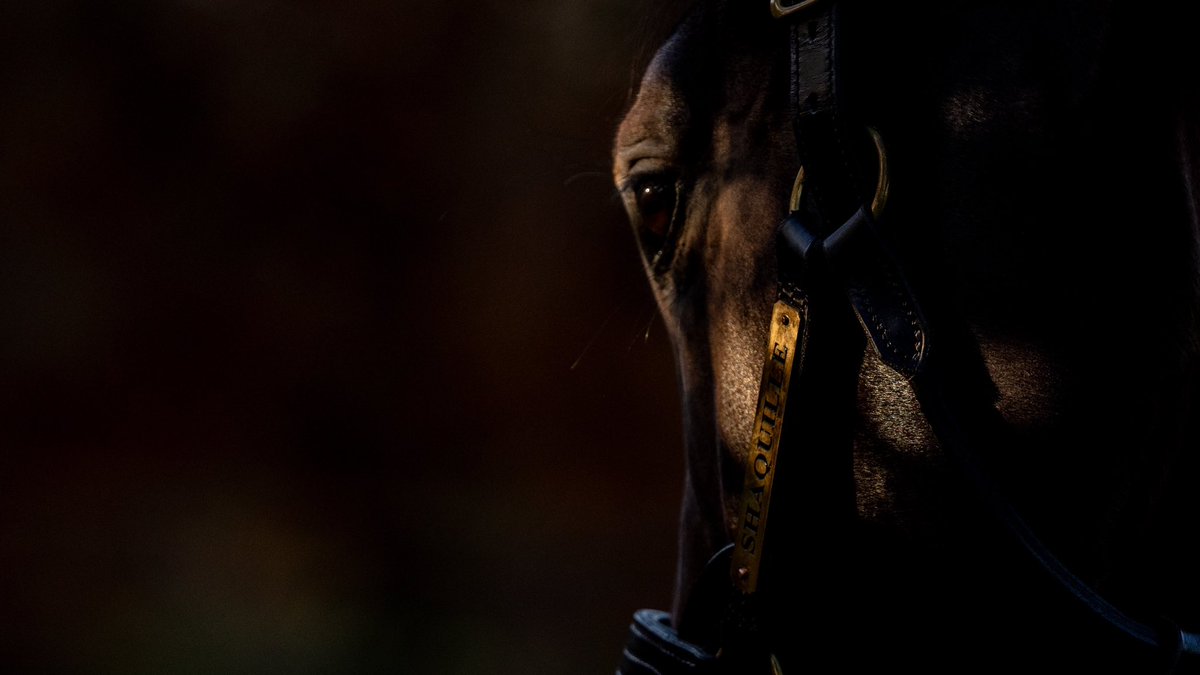 ⚜️🇬🇧 A world of opportunity awaits…

Introducing Yulong’s first British-based stallions:

👉 Champion Sprinter #Shaquille
👉 Champion 2YO #SoldiersCall

Standing <a href="/dullingham_park/">Dullingham Park</a> in 2025.

#aworldofopportunity