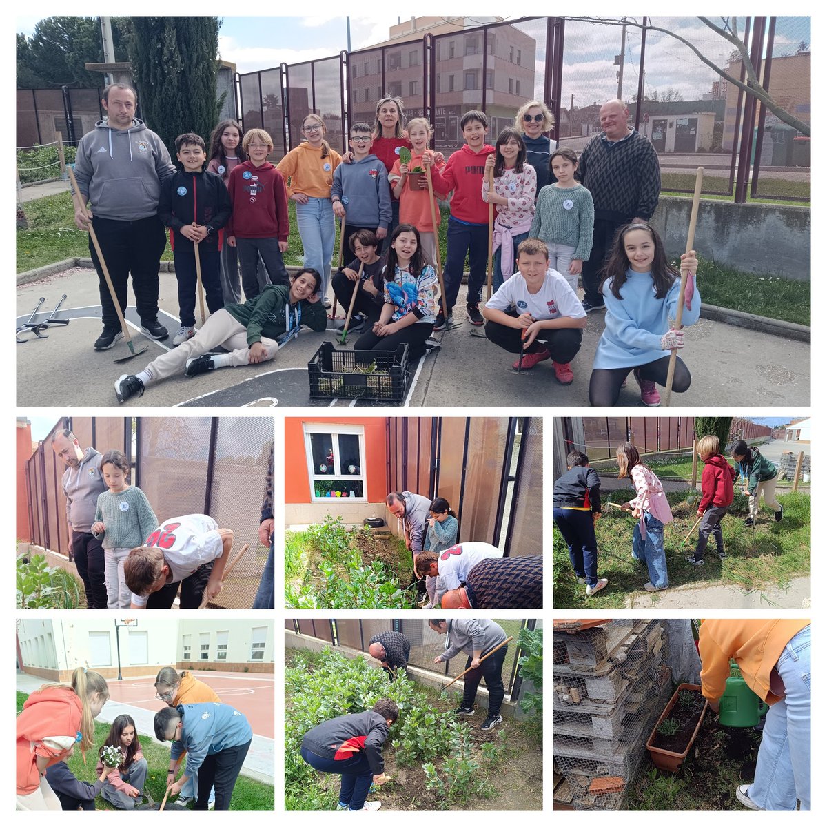CEIP Morales del Vino (@ceipmoralesvino) on Twitter photo Mañana de plantación de los alumnos de 5º con <a href="/Asprosub/">Asprosub | Fundación PERSONAS Zamora</a> que nos han traído alcachofas para el huerto, aromáticas para el hotel insectos y flores para el jardín. Los expertos hortelanos nos han enseñado muchas de cosas sobre las plantas y sus cuidados ¡Gracias! #SelloAmbientalCYL Mañana de plantación de los alumnos de 5º con <a href="/Asprosub/">Asprosub | Fundación PERSONAS Zamora</a> que nos han traído alcachofas para el huerto, aromáticas para el hotel insectos y flores para el jardín. Los expertos hortelanos nos han enseñado muchas de cosas sobre las plantas y sus cuidados ¡Gracias! #SelloAmbientalCYL
