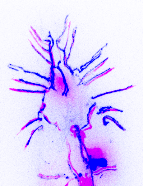 Congratulations to Yael Iosilevskii, David Hall and Menachem Katz for the paper descibing a sexual dimorphism in a pair of sensory neurons in C. elegans and a unique male mating function. pnas.org/doi/10.1073/pn…