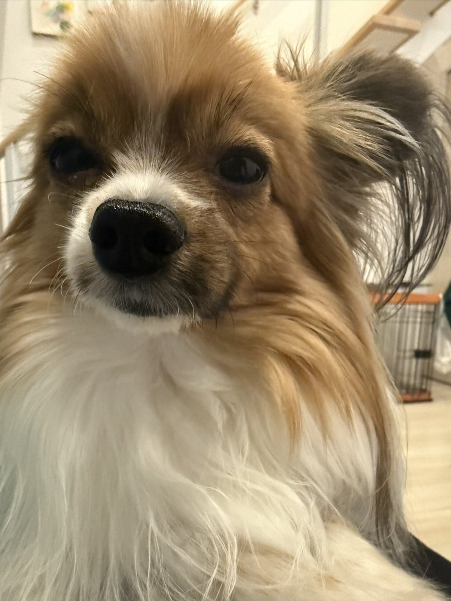 renrenpapillon's tweet photo. 昨日、遊びすぎてちょっとお疲れ😂 https://t.co/hjKCI9ruAt