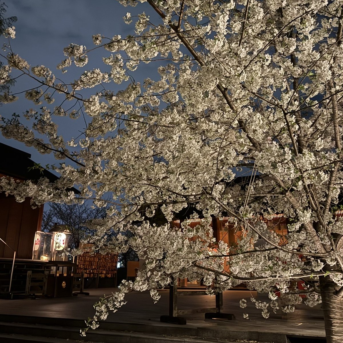 edokagura1's tweet image. Cherry Blossoms Now Blooming in Kagurazaka — Explore Hidden Shrines and Secret Hanami Spots

ninjakotan-travel.com/post/cherry-bl…

#TokyoCherryBlossoms #HiddenHanami #SpringInTokyo #SakuraSeason #Waseda #JapaneseCulture #HiddenGem #TraditionalCrafts #ninjakotan #traditionalculture
