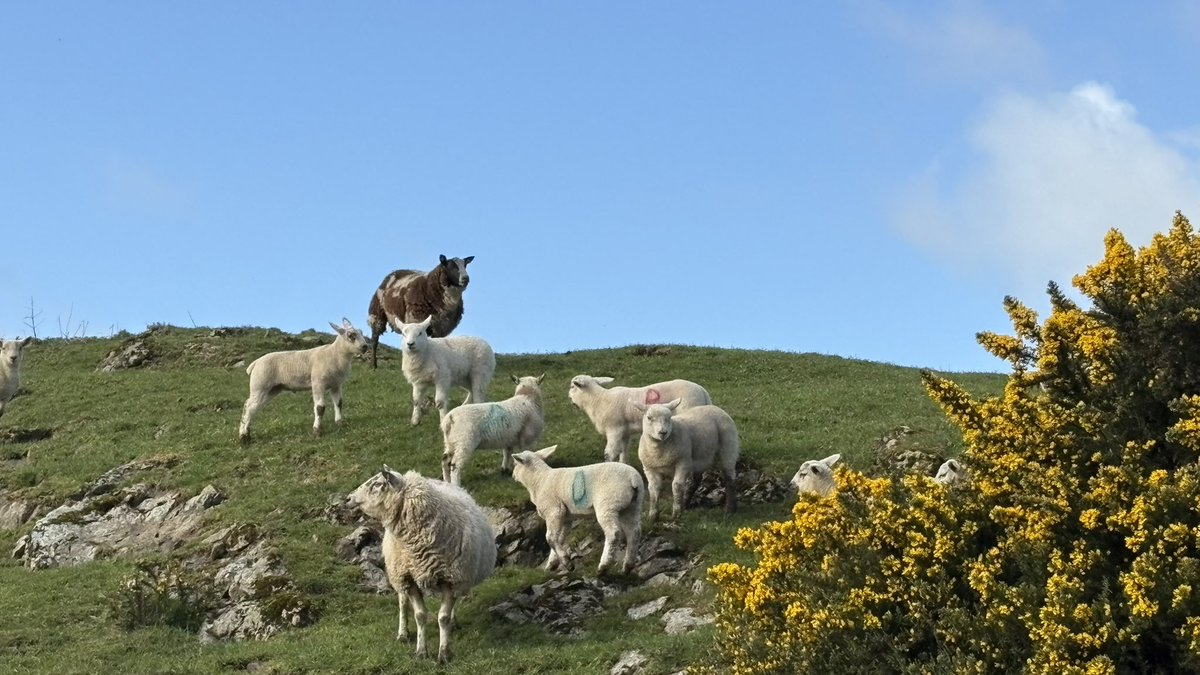 mike shaw tweet media