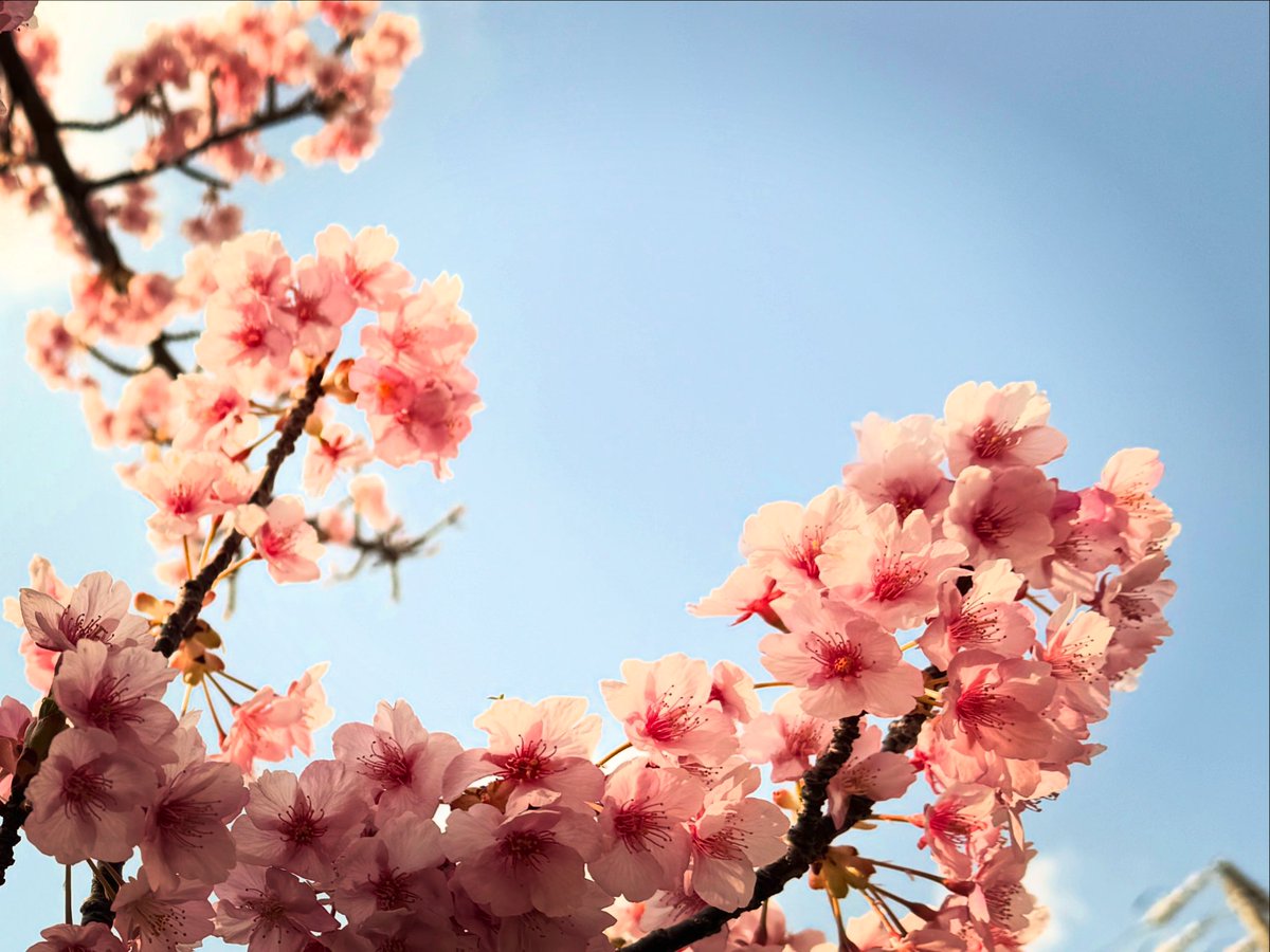 FUGA -Playing Cards- 風雅 tweet media