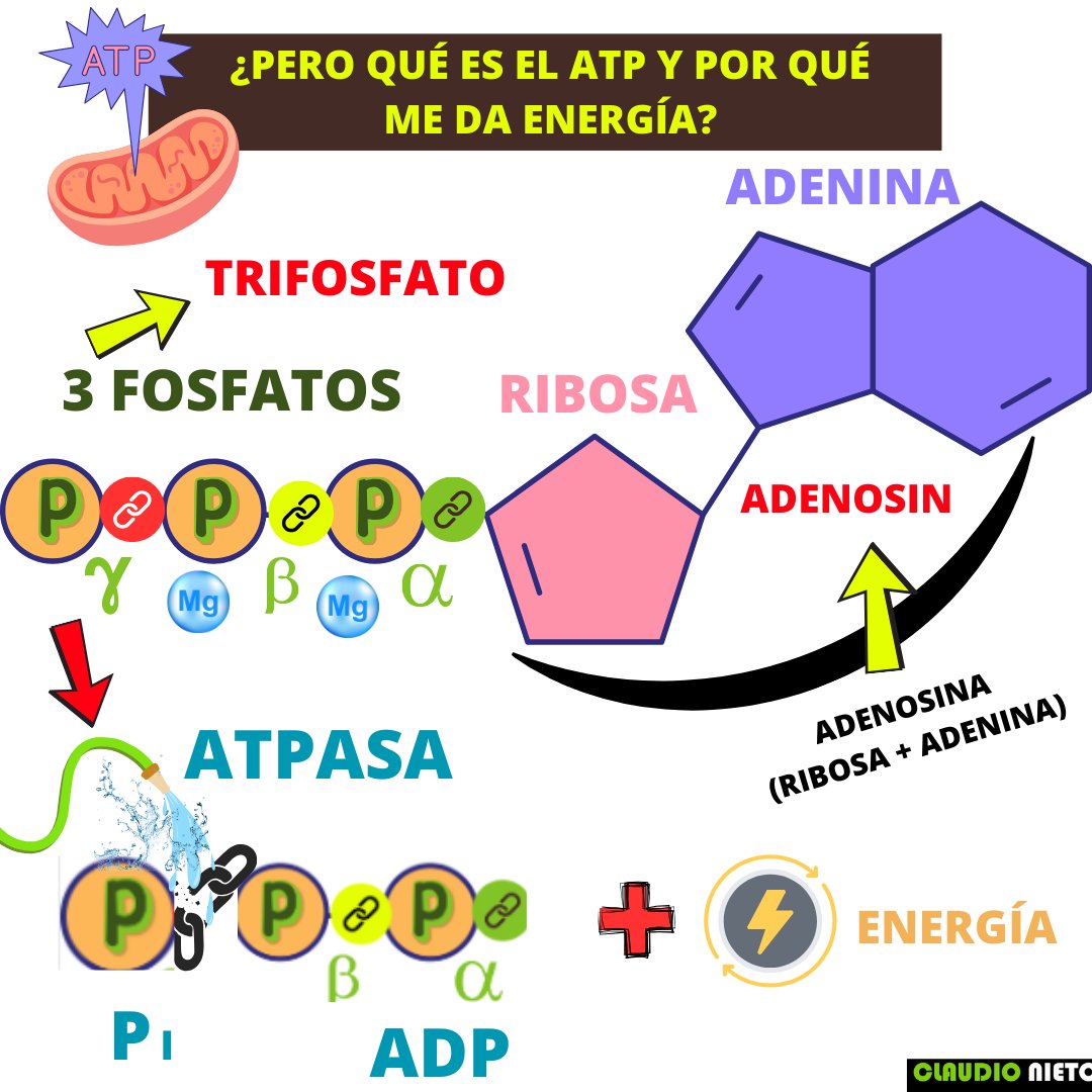 💥 ¿POR QUÉ EL ATP NOS DA ENERGÍA?

El ATP (adenosín trifosfato) es la unidad básica de energía de nuestras células. Pero… ¿por qué da energía exactamente?

El secreto está en sus enlaces 💣

🧪 El ATP tiene tres grupos fosfato (α, β y γ), unidos por enlaces de alta energía
1/4