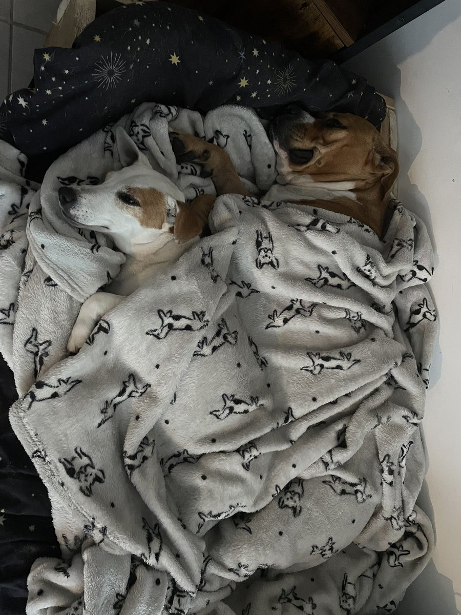 Honnêtement j’aimerais être à leur place, voilà 😻😻