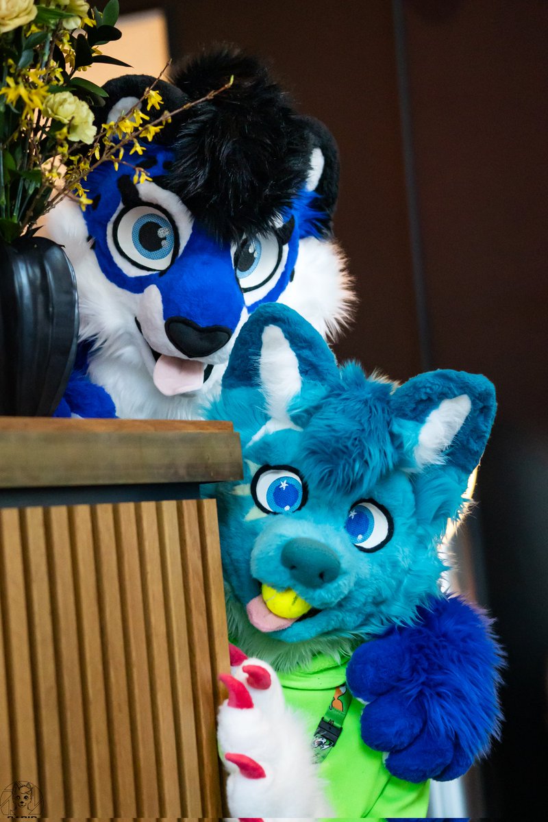 Two blue animals looking at you like...

💙 <a href="/mato_husky/">mato_husky</a> 
📸 <a href="/RapidtheHusky/">Rapid</a> 

#furry #FursuitFriday #FursuitEveryday
