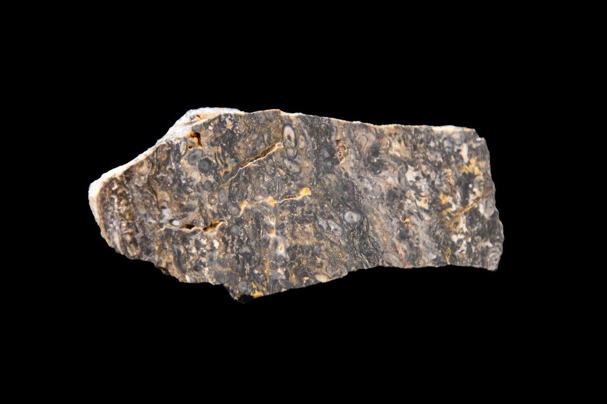 William Mackie discovered #Devonian rocks in Aberdeenshire which preserved #plants in exceptional detail, allowing their cells to be studied! It is now known this 'Rhynie Chert' formed when silica-rich water rose from #volcanic springs and petrified the terrestrial ecosystem.