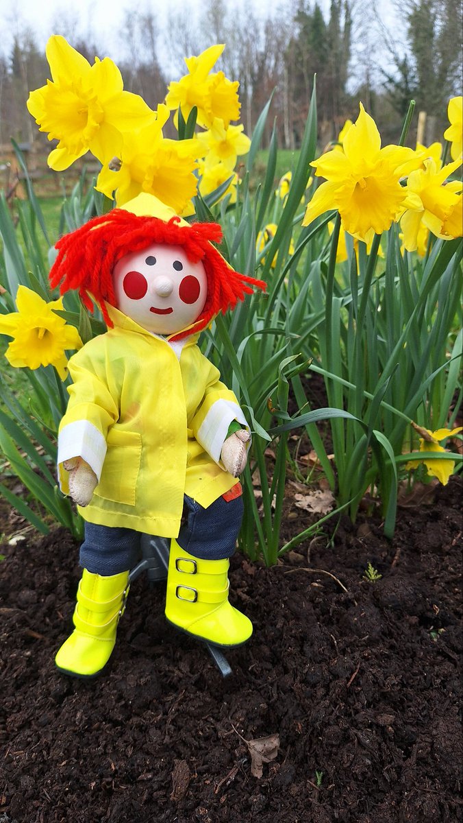 Happy Daffodil Day everybody! 
Don't forget to donate to <a href="/IrishCancerSoc/">Irish Cancer Society</a> and remember now your the tops! 🙂☀️💚👏