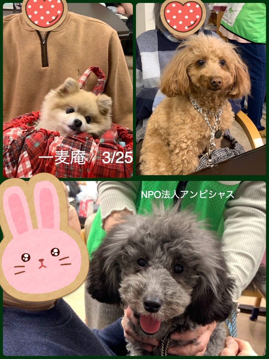 シルバープードル