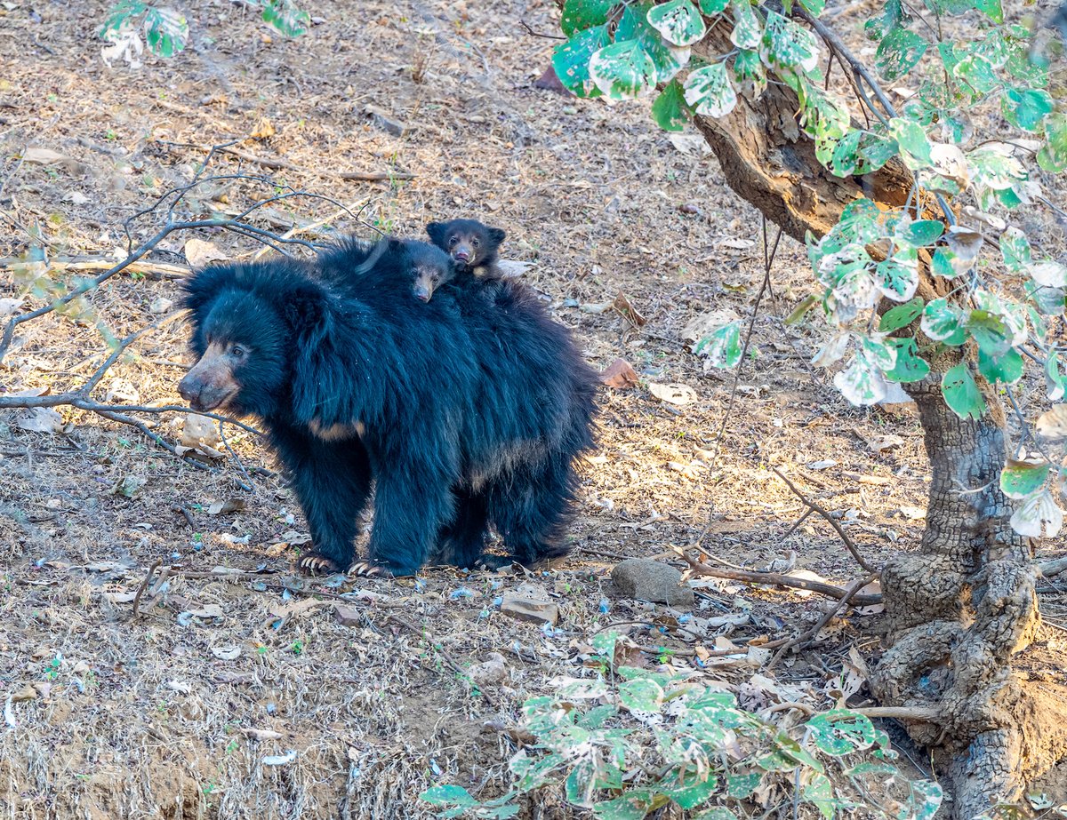 devasar's tweet image. From Chambal’s wetlands to Ranthambhore’s rugged hills—our first safari here delivered four tigers: Riddhi (Machli’s great-granddaughter) and her playful cubs. One even mock-charged a croc! As we exited, a sloth bear mom appeared with two cubs on her back. Wild and tender. 🐯🐻