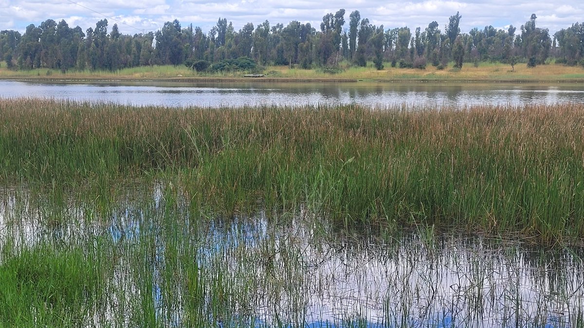 network for environmental and climate justice (@networkforenvi1) on Twitter photo Cleveland Dam is one of Zimbabwe’s 7 Ramsar sites. It is under constant threat due to activities such as farming and sand mining. Zim must strengthen its commitment on wetlands protection
#RAMSARCOP15
<a href="/RamsarConv/">Convention on Wetlands</a> <a href="/kwirirayi/">larry kwirirayi ✍📔</a> <a href="/JoanaMamombe/">Joanah Mamombe MP</a> <a href="/Izwi_Voices/">Izwi_Voices</a> <a href="/Katazamhondoro/">Rusty Markham Ex MP Harare East</a> <a href="/JMafume/">Mayor of Harare, Jacob Mafume</a> Cleveland Dam is one of Zimbabwe’s 7 Ramsar sites. It is under constant threat due to activities such as farming and sand mining. Zim must strengthen its commitment on wetlands protection
#RAMSARCOP15
<a href="/RamsarConv/">Convention on Wetlands</a> <a href="/kwirirayi/">larry kwirirayi ✍📔</a> <a href="/JoanaMamombe/">Joanah Mamombe MP</a> <a href="/Izwi_Voices/">Izwi_Voices</a> <a href="/Katazamhondoro/">Rusty Markham Ex MP Harare East</a> <a href="/JMafume/">Mayor of Harare, Jacob Mafume</a>