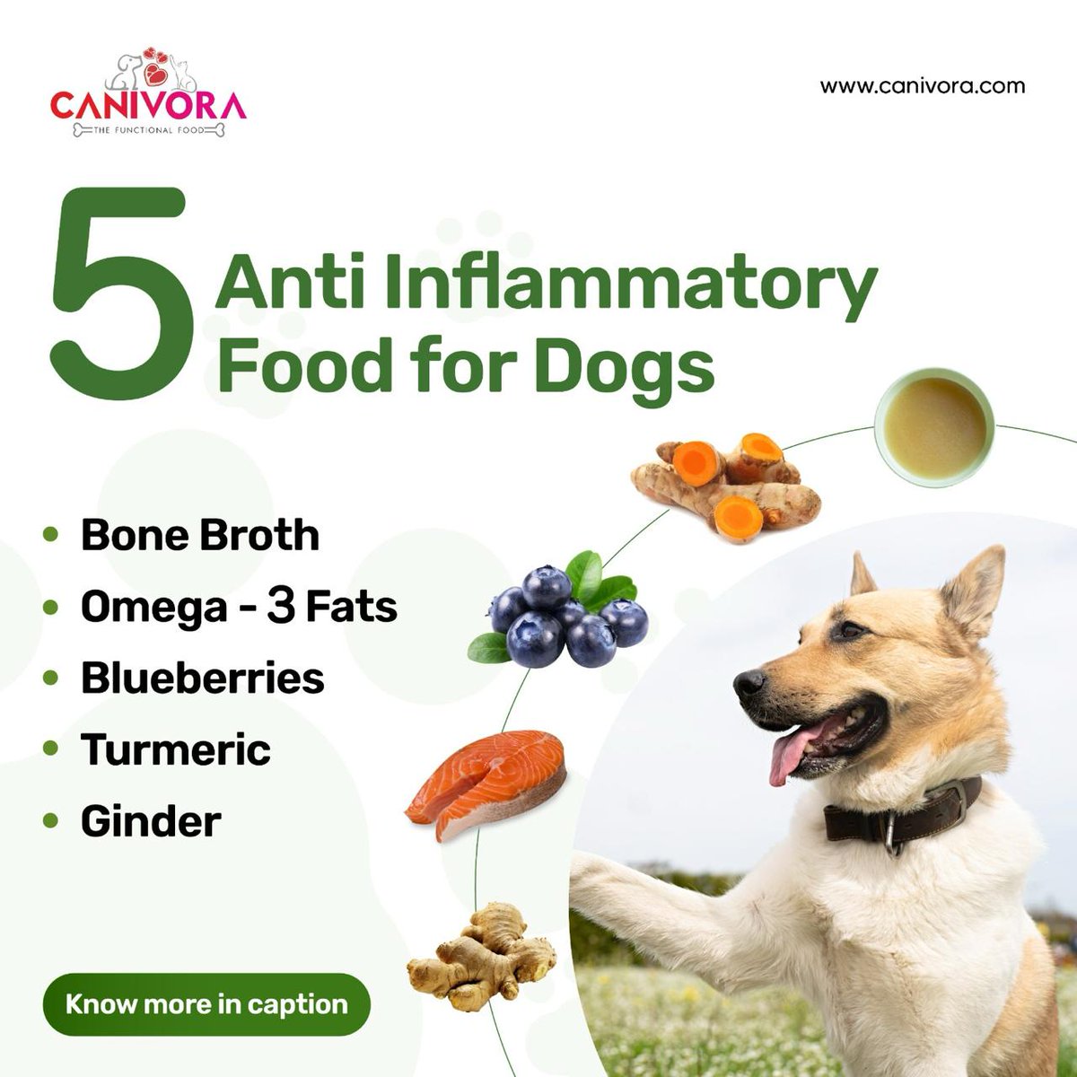 canivora's tweet photo. Boost your dog’s health with nature’s best! Bone broth aids joints, omega-3 fights inflammation, blueberries add antioxidants, turmeric eases pain &amp; ginger aids digestion. #DogHealth #CanineNutrition #BoneBroth #Omega3 #Blueberry #TurmericForDogs #GingerForPets https://t.co/T8gCHdebmx