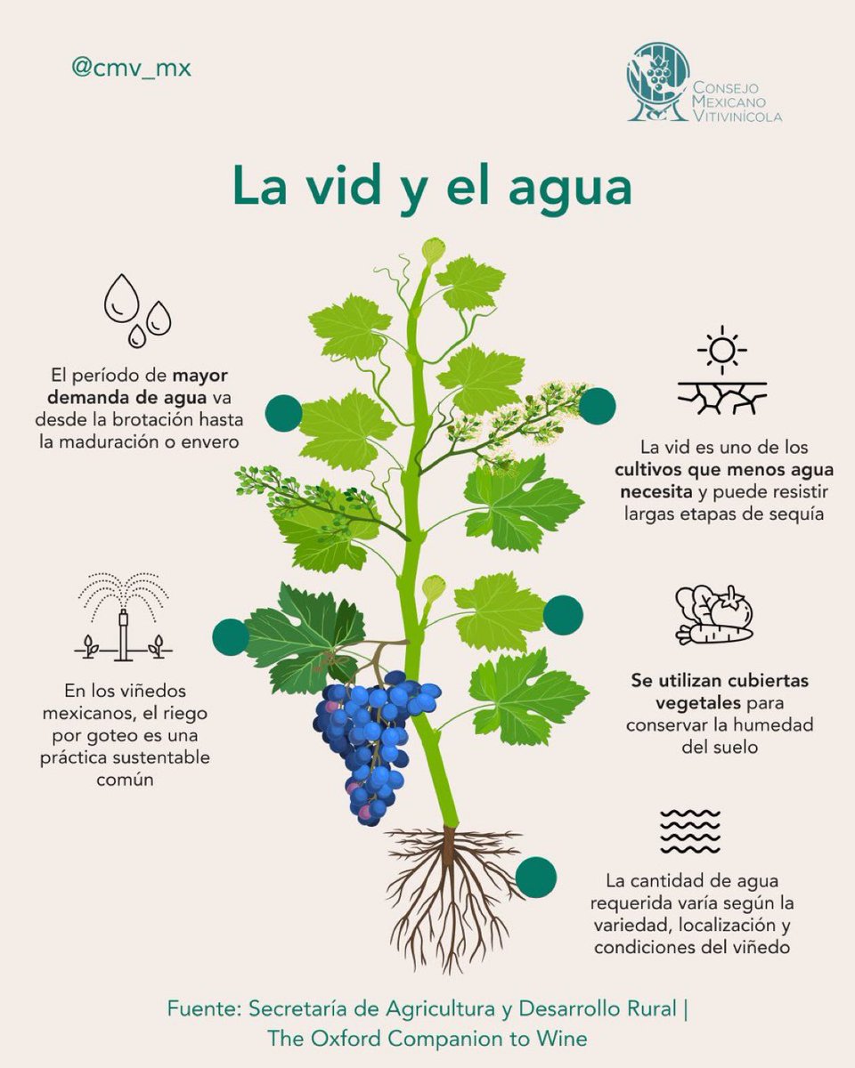 Después de tantas lluvias es bueno recordar las necesidades de la vid #vino vía <a href="/cmv_mx/">Consejo Mexicano Vitivinícola</a>