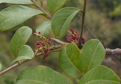 Phytotaxa's tweet photo. Taxonomic notes on Pistacia cucphuongensis (#Anacardiaceae) with its new distribution record in #China
https://t.co/UTlExAwf6c
#Taxonomy https://t.co/FcqF6o5YoJ