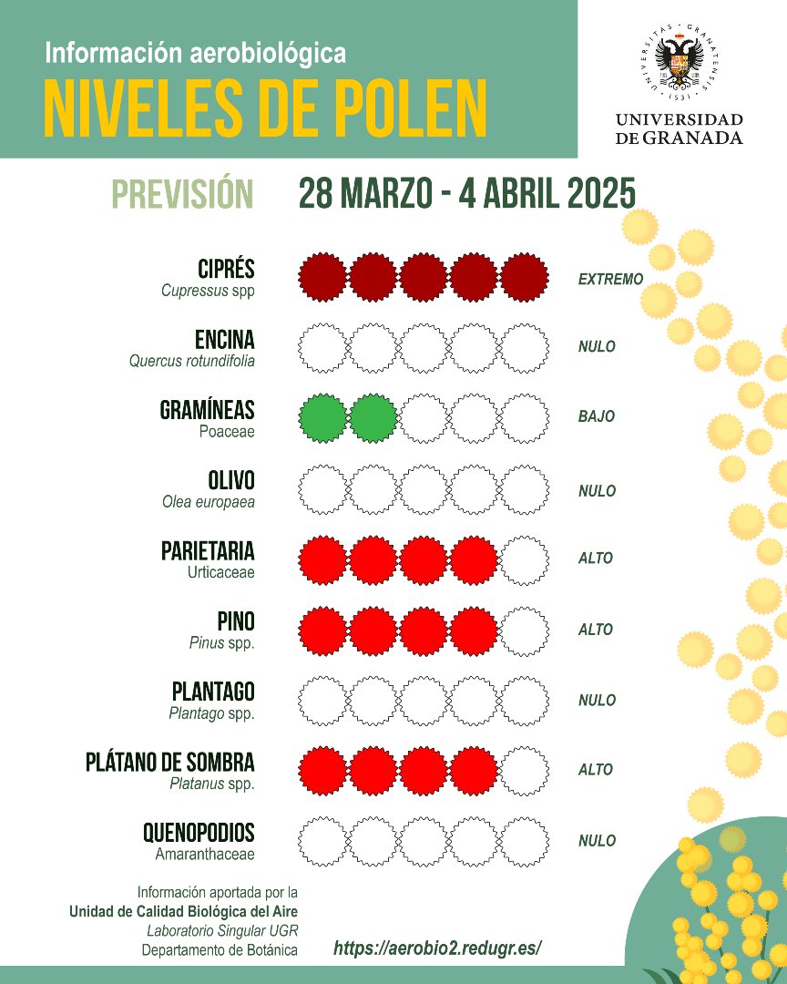 CanalUGR's tweet image. #InformePolenUGR | Previsión 28 de marzo al 4 de abril

🔴 El nivel de polen de los cipreses alcanzará niveles extremos
🟠 Parietarias, plátanos de sombra, pinos y álamos: en plena floración, los niveles de polen pueden ser elevados

ℹ️ sl.ugr.es/InformePolen28…