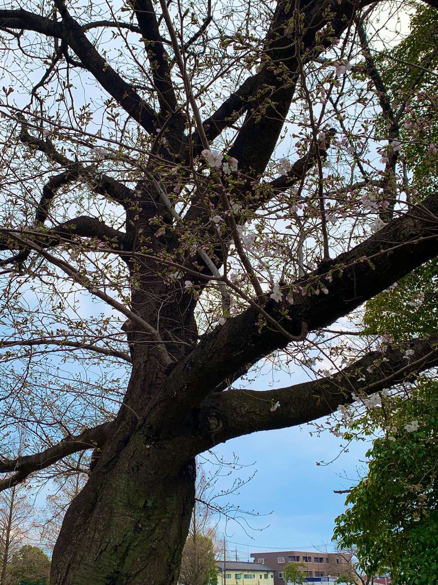 アマーティへのご来店をいつもありがとうございます。西藤中央公園の桜🌸も一部開花し始めたようです！
お花見🌸がてらぜひパスタ🍝ランチに人気のスフレセットおすすめです。ゆったりとお出かけください　お待ちしております😊