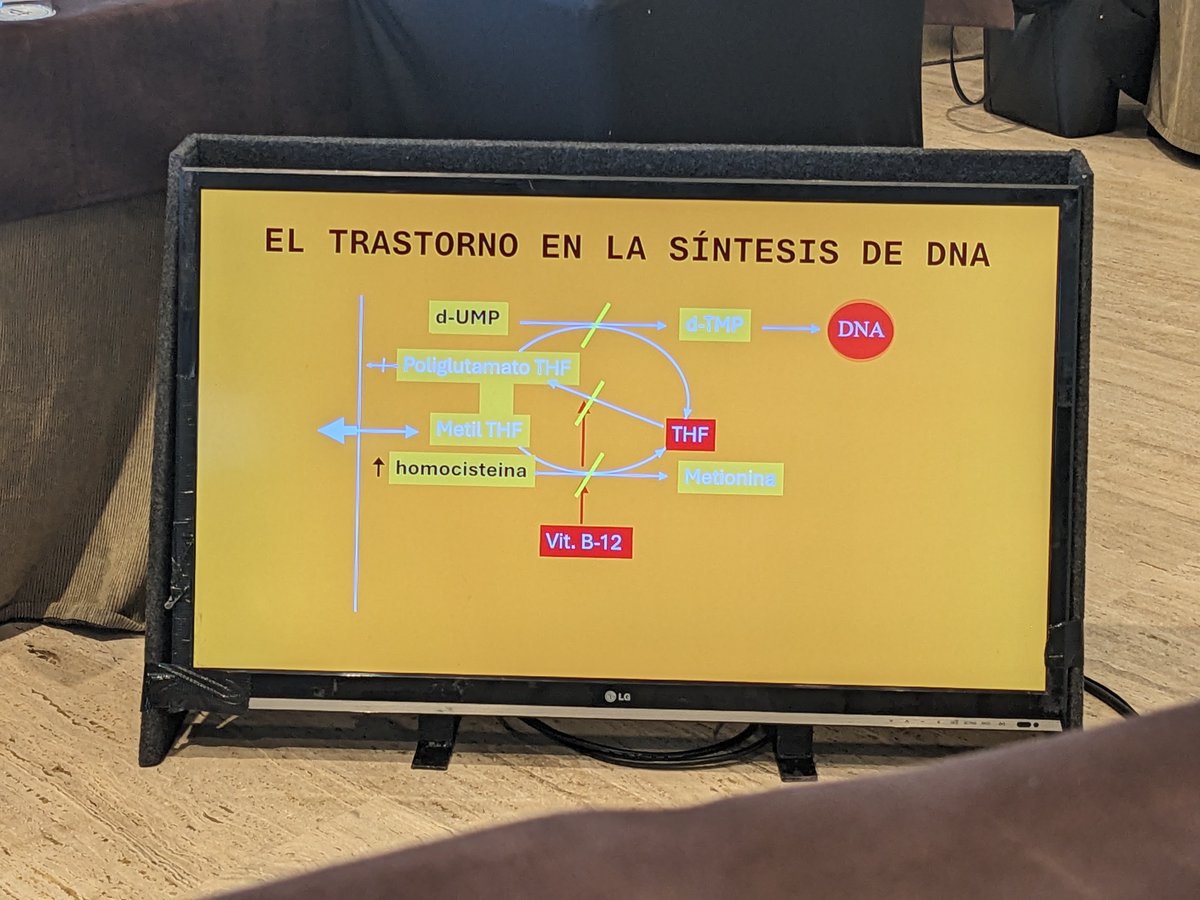 salvadorpayan's tweet image. La Dra. Belén Moreno, del H. U. de Badajoz, nos cuenta de forma magistral por qué el déficit de B12 o folato produce megaloblastosis. #CursoREDSUR2025 #Eritropatología