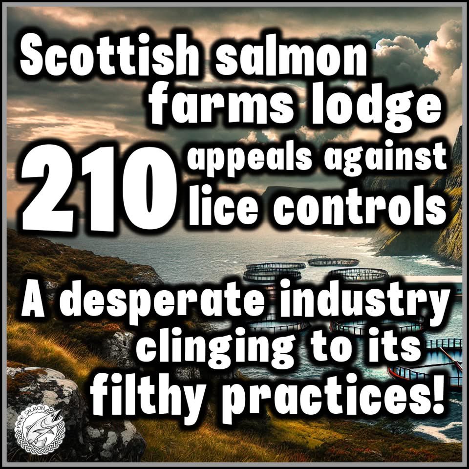 The foreign owned salmon farming industry is desperate to fight any regulations that might impact its profit margins.