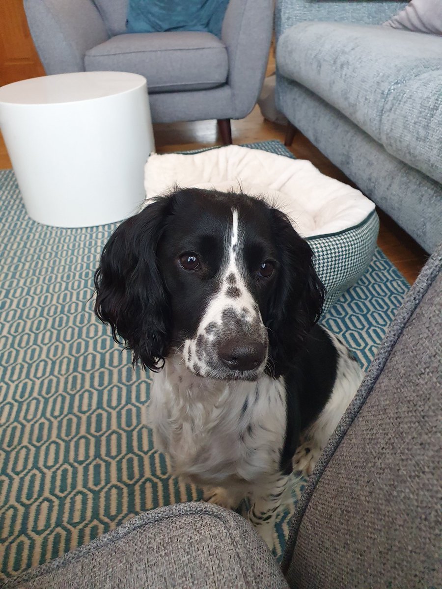 Numinousviews's tweet image. Not had time to engage with SoMe recently because I've been busy settling this gorgeous lady into her new home. Will try not bore you all with endless photos of Peggy Sue.